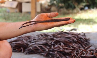 Nutritional Benefits of Vanilla Bean for Your Mind and Mood